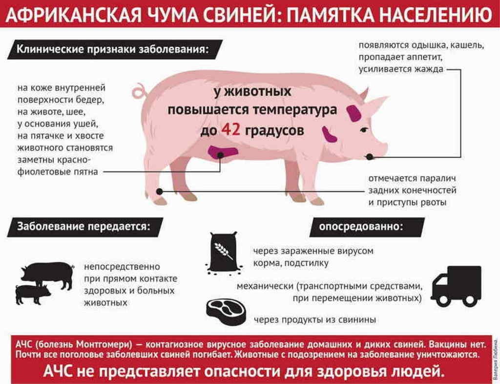 ВНИМАНИЕ – АФРИКАНСКАЯ ЧУМА СВИНЕЙ!.